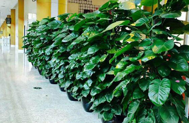 學校綠植租擺